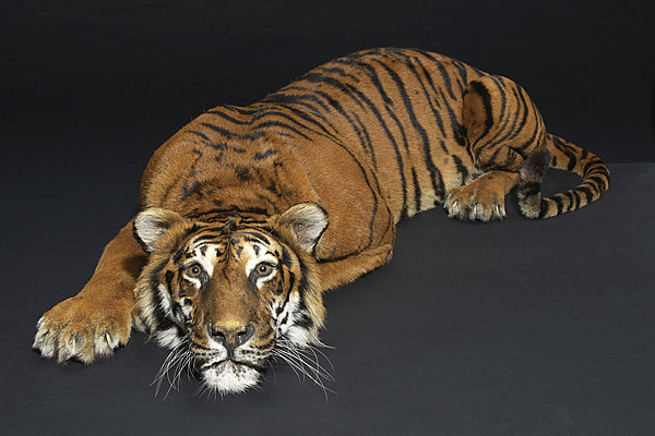 Tigre naturalisé – 20.000/25.000€