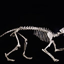 Squelette de carnivore à dent de sabre (28-23 millions d’années)-50.000/60.000€