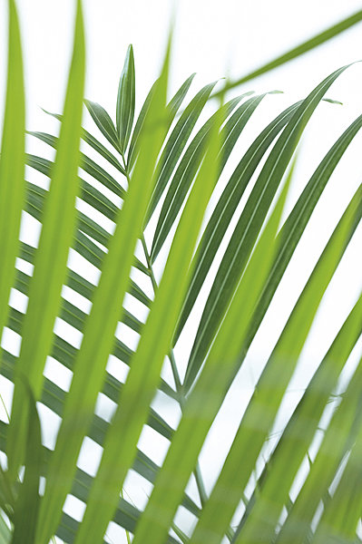 ... L'Areca et le...