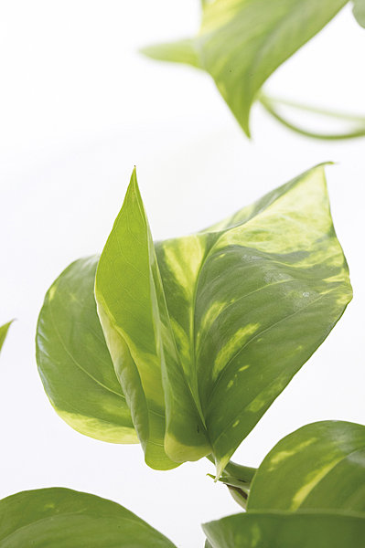 Autre plantes dépolluantes : Le Scindapus...