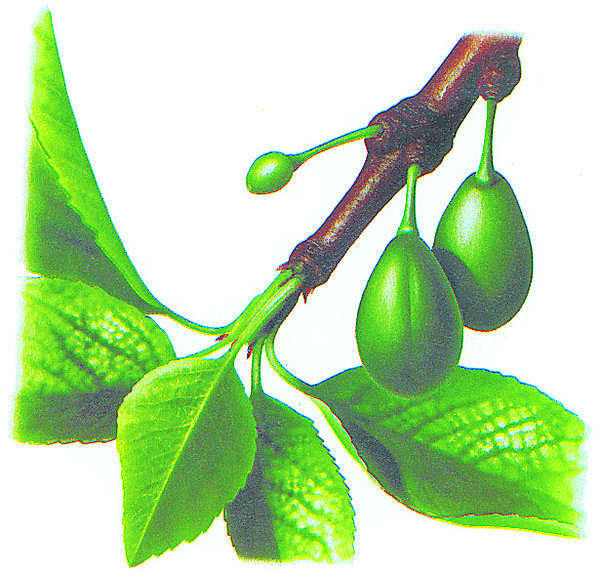 Le moment de la floraison