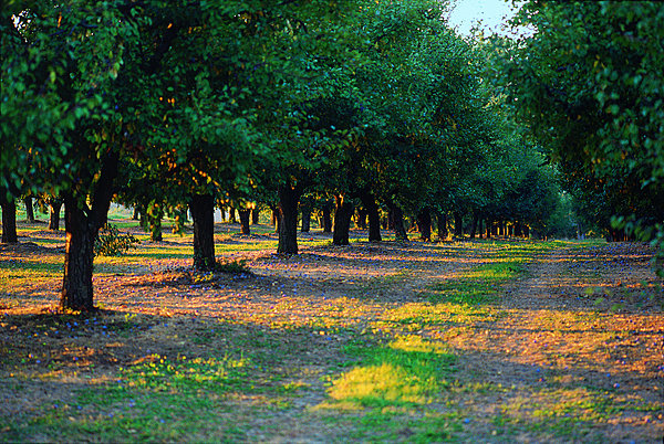 Verger de pruniers au soleil couchant