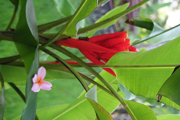 Des fleurs aux coloris intenses