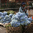 Hydrangea et soucis juste cueillis Hydrangea et soucis juste cueillis