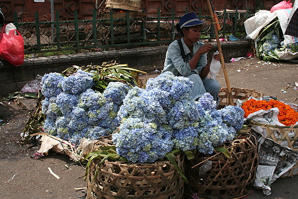 Hydrangea et soucis juste cueillis