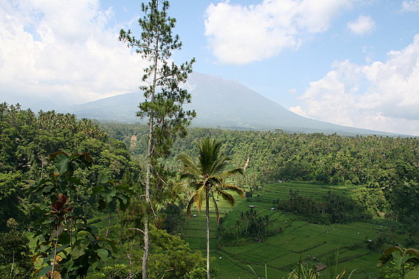 Rizière surveillée par le calme volcan