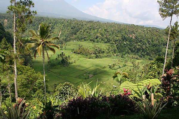 Luxuriance de la végétation