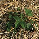Le paillage protège naturellement la terre