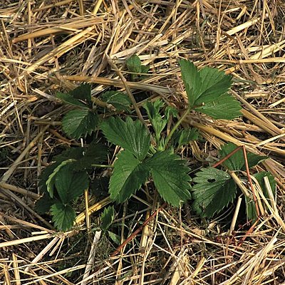 Le paillage protège naturellement la terre