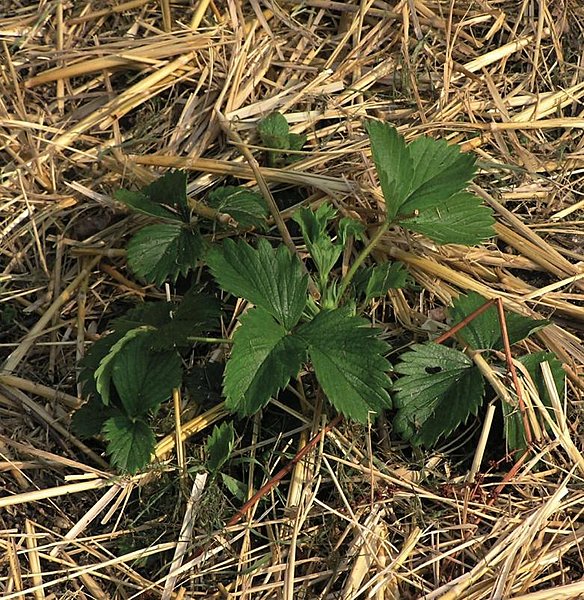 Le paillage protège naturellement la terre