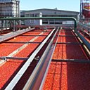 3000 tonnes de tomates sont transformées chaque jour