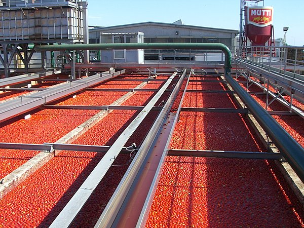 3000 tonnes de tomates sont transformées chaque jour