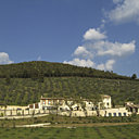 Monini, au coeur des plantations