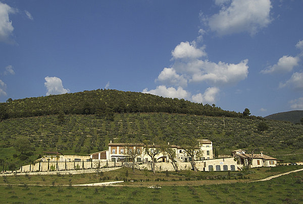 Monini, au coeur des plantations