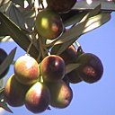 Les olives arrivent à maturité