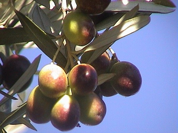 Les olives arrivent à maturité