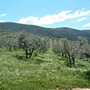 Les olives poussent à merveille sous le ciel d'Ombrie