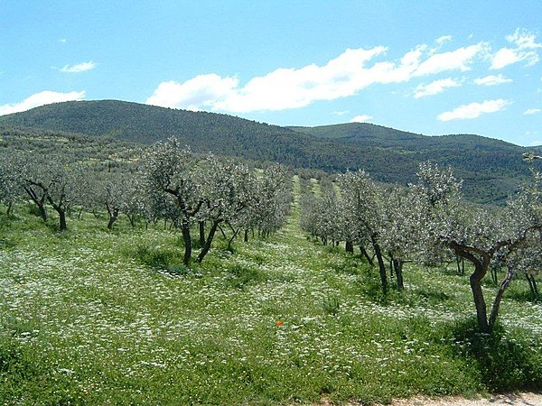 Les olives poussent à merveille sous le ciel d'Ombrie