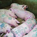 Porcs tatoués Monogram par Wim Delvoye