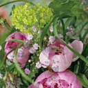 Pivoines sur toile de fond