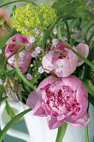Pivoines sur toile de fond