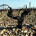 Un pied de vigne au milieu des Graves
