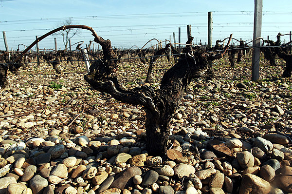 Un pied de vigne au milieu des Graves