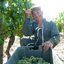 Le temps des vendanges