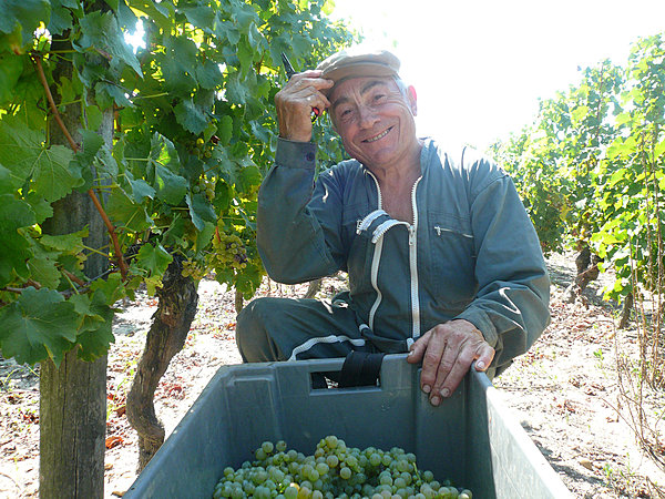 Le temps des vendanges