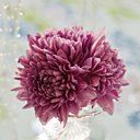 Petit bouquet de chrysanthemes bien serrés