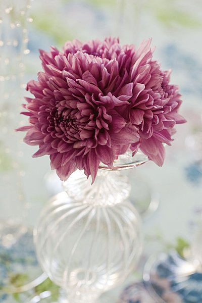 Petit bouquet de chrysanthemes bien serrés