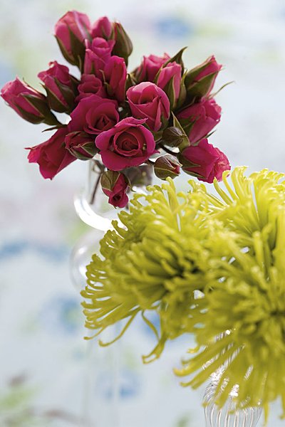 Mademoiselle Rose rencontra le Sieur Chrysanthème...