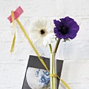 Tube à essai: une anémone rencontre un gerbera