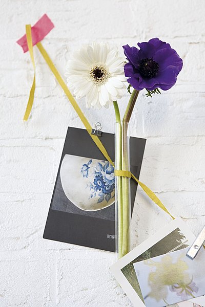 Tube à essai: une anémone rencontre un gerbera