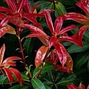 Le rouge du Pieris, arbuste persistant panaché qui aime l'ombre...