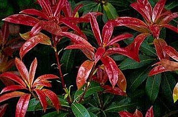 Le rouge du Pieris, arbuste persistant panaché qui aime l'ombre...