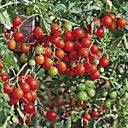 Les Tomato-bonbons préféré des enfants ! Productives, faciles à réussir au jardin comme en pot, elle sont très juteuses et très sucrées.Truffaut