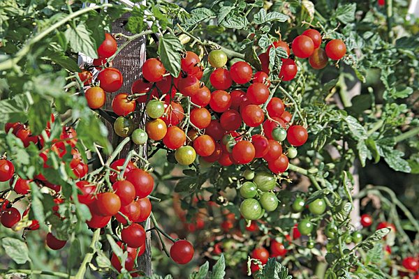 Les Tomato-bonbons préféré des enfants ! Productives, faciles à réussir au jardin comme en pot, elle sont très juteuses et très sucrées.Truffaut