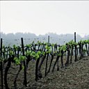 Les vignes au printemps