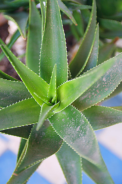 Les jeunes pousses de cactus peuvent se consommer en salade