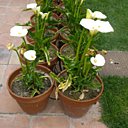 Rangée d'Arums en pots à la Villa Noailles à Hyères