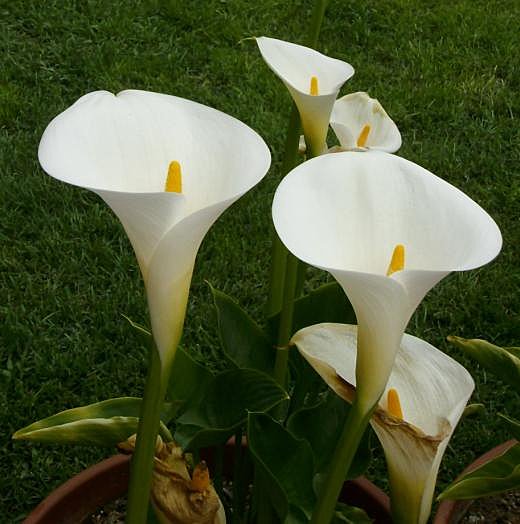 L'Arum, la fleur symbolique des bouquets de mariées
