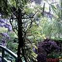 La glycine sur le pont japonais