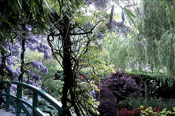 La glycine sur le pont japonais
