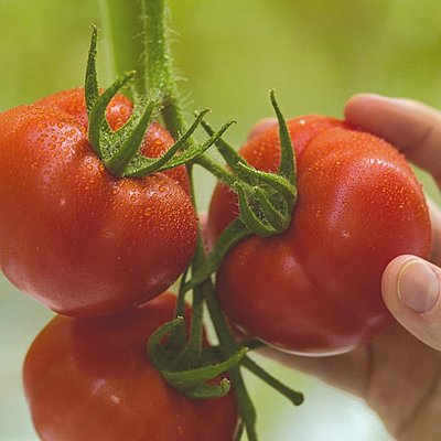 La tomate durable, exemple français
