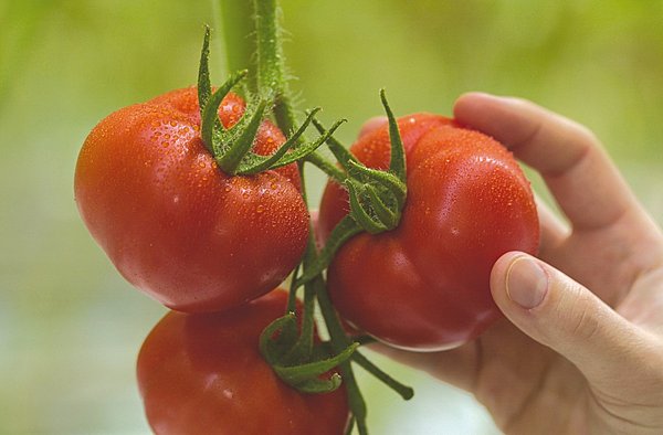 La tomate durable, exemple français