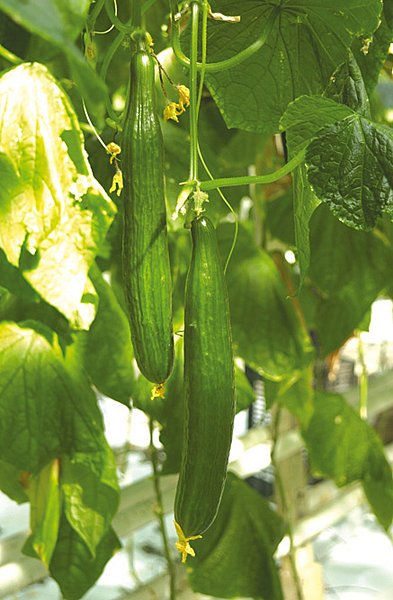Le concombre durable