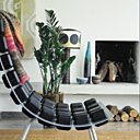 Zamioculcas, plante adaptable et contemporaine