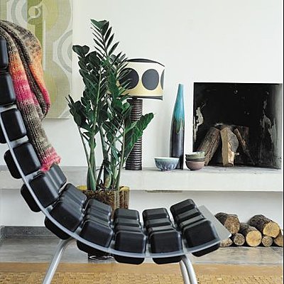 Zamioculcas, plante adaptable et contemporaine Zamioculcas, plante adaptable et contemporaine