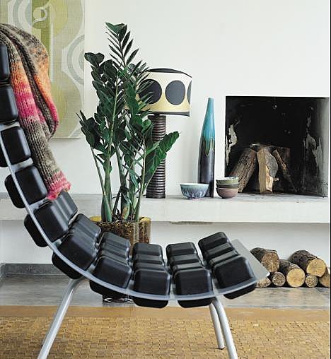 Zamioculcas, plante adaptable et contemporaine